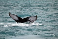 impressão digital baleia jubarte