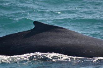 nadadeira dorsal da baleia jubarte