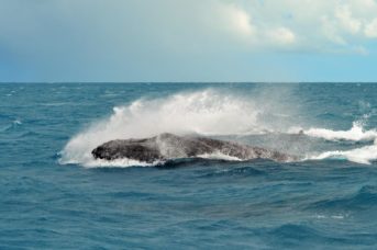 baleias nadando rapido no parcel