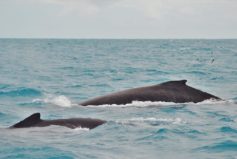 grupo competitivo parcel da paredes