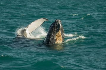danca das baleias jubarte