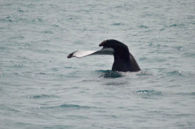 exposicao caudal baleia jubarte