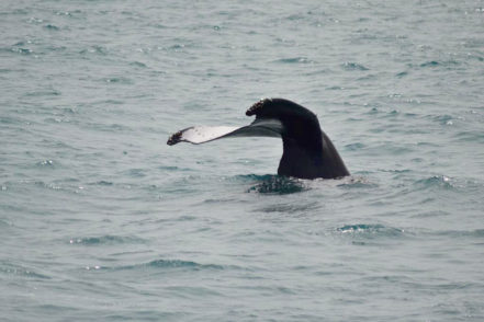 exposicao caudal baleia jubarte