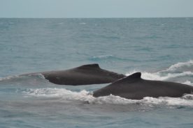 baleias em deslocamento parcel