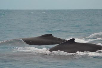 baleias em deslocamento parcel