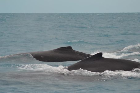 baleias em deslocamento parcel