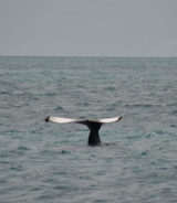 exposicao caudal caravelas parcel