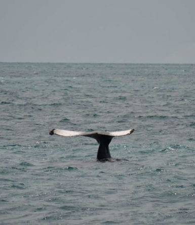 exposicao caudal caravelas parcel