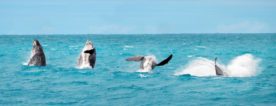 nado sincronizado baleia jubarte