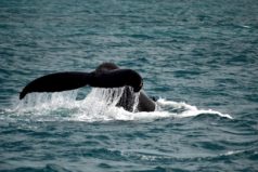jubarte caudal abrolhos