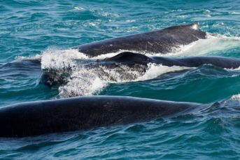 grupo competitivo de baleias