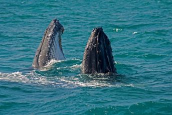 bale das baleias jubarte