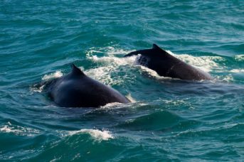 duas baleias nadando na temporada