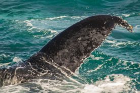 caudal de baleia de perto