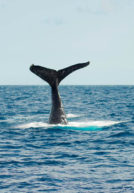 subindo alto com a caudal baleia jubarte