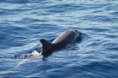 golfinho nariz de garrafa fliper vitoria es