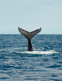 baleia subindo alto com a caudal