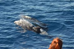 observacao de golfinhos na proa do barco vitoria