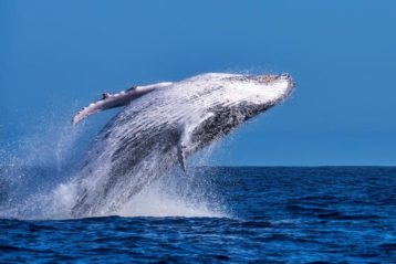 o grande salto da gigante baleia jubarte