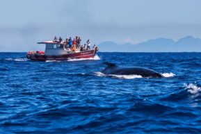 passeio de observacao de baleias vitoria