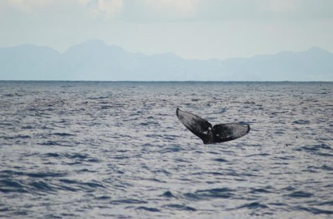 baleia jubarte em vitoria