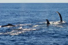 batida de peitoral baleia jubarte vitoria