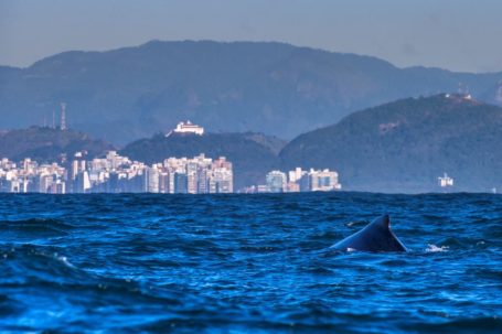 baleia e convento da penha