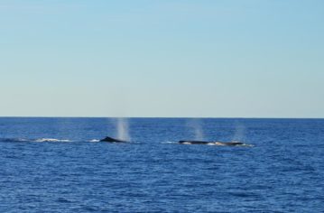 grupo de baleias em vitoria