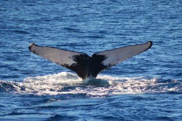 impressao digital de baleia em vitoria