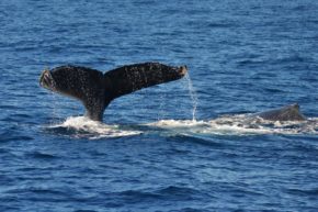 mergulhando fundo baleia jubarte vitoria