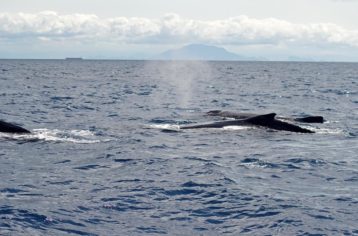 baleias com mestre alvaro