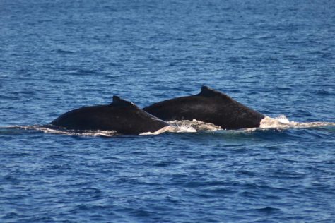 dupla de jubartes nadando perto