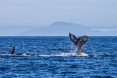 batida de cauda com mestre alvaro ao fundo