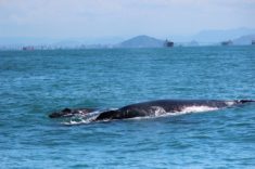 baleia com filhote e terceira ponte