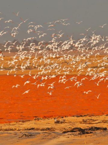 revoada foz do rio doce regencia es