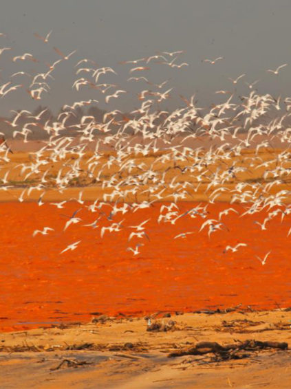 revoada foz do rio doce regencia es