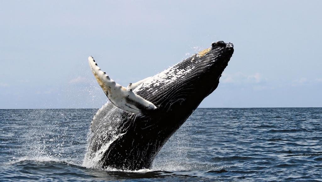 lindo salto de baleia jubarte no mar dos Abrolhos-BA