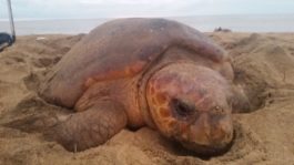 tartaruga cabecuda de perto praia regencia es
