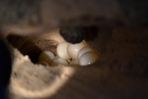 desov tartaruga marinha rebio comboios