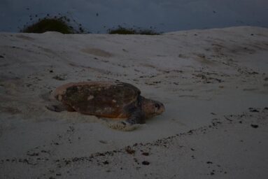 desova de tartaruga cabecuda caretta