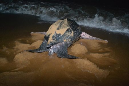 tartaruga gigante apos desova rumo ao mar regencia es