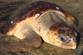 tartaruga cabecuda caretta de perto