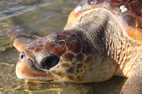 tartaruga cabecuda bem de perto