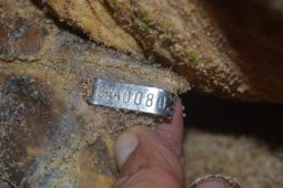 marcacao de tartaruga marinha regencia