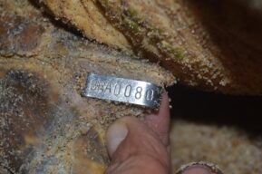 marcacao de tartaruga marinha regencia