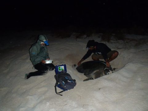 trabalho de campo monitoramento tartaruga marinha