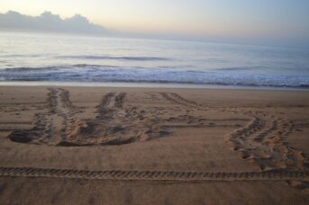 rastro de tartaruga praia de manha regencia es