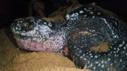 tartaruga gigante de perto praia regencia es