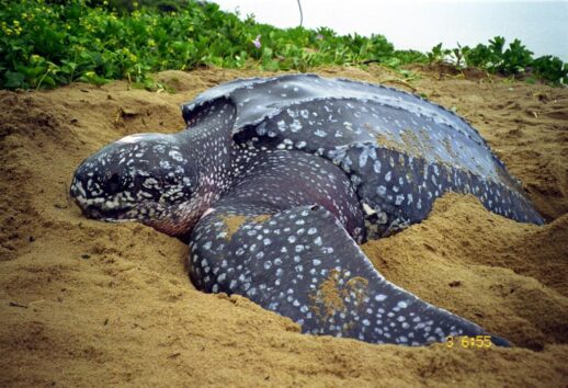 tartaruga gigante desova praia regencia