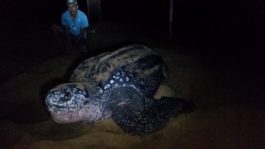 desova tartaruga de couro regencia es